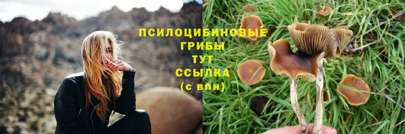 kraken вход  Нижнеудинск  Галлюциногенные грибы Psilocybe  где продают наркотики 